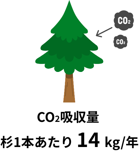 CO2吸収量 杉1本あたり 14kg/年